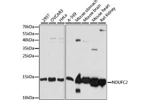 Western blot analysis of extracts of various cell lines, using NDUFC2 antibody (ABIN7268818) at 1:1000 dilution. (NDUFC2 Antikörper  (AA 1-100))