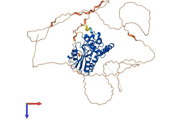 EYA4 Protein (AA 1-616) (His tag)