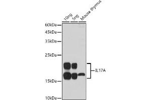 Western blot analysis of extracts of various cell lines, using IL17A antibody (ABIN6128129, ABIN6142315, ABIN6142317 and ABIN6216088) at 1:1000 dilution. (Interleukin 17a Antikörper  (AA 24-155))