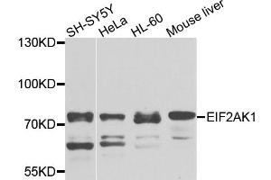 Western blot analysis of extracts of various cell lines, using EIF2AK1 antibody (ABIN1872476) at 1:1000 dilution. (EIF2AK1 Antikörper)