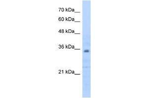 Prohibitin 2 antibody used at 0. (Prohibitin 2 Antikörper  (C-Term))