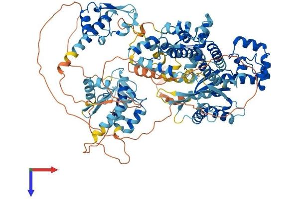 GTF2IRD2 Protein (AA 1-936) (His tag)