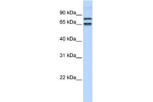WB Suggested Anti-PHF20L1 Antibody Titration:  0. (PHF20L1 Antikörper  (N-Term))