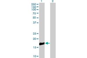 Western Blot analysis of ROBO3 expression in transfected 293T cell line by ROBO3 MaxPab polyclonal antibody. (ROBO3 Antikörper  (AA 1-147))
