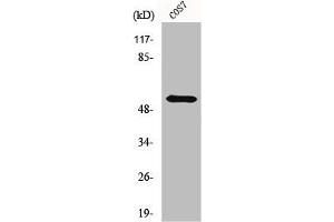 Western Blot analysis of COS7 cells using HBP1 Polyclonal Antibody (HBP1 Antikörper  (C-Term))