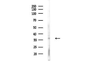 Western blot analysis of lysates from Hela cells, using OR4C3 Antibody at 1/1000 dilution.