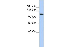 WB Suggested Anti-AFF3 Antibody Titration:  0. (AFF3 Antikörper  (Middle Region))