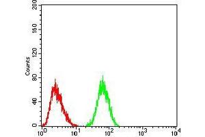 Flow cytometric analysis of HeLa cells using CK5 mouse mAb (green) and negative control (red). (Cytokeratin 5 Antikörper  (AA 258-357))