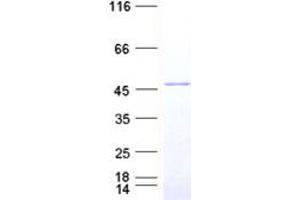 Western Blotting (WB) image for TAR DNA Binding Protein (TARDBP) protein (DYKDDDDK Tag) (ABIN2733232)