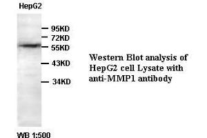 Image no. 1 for anti-Matrix Metallopeptidase 1 (Interstitial Collagenase) (MMP1) antibody (ABIN791151) (MMP1 Antikörper)