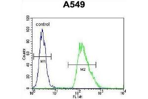 CMGA Antibody (C-term) flow cytometric analysis of A549 cells (right histogram) compared to a negative control cell (left histogram). (Chromogranin A Antikörper  (C-Term))