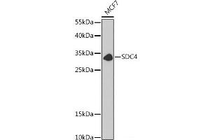 Western blot analysis of extracts of MCF7 cells using SDC4 Polyclonal Antibody at dilution of 1:1000. (SDC4 Antikörper)