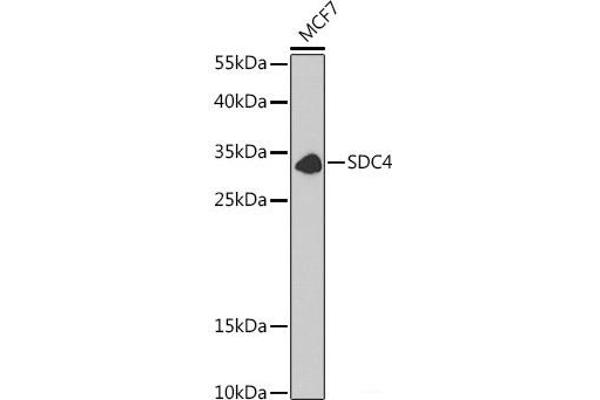 SDC4 Antikörper