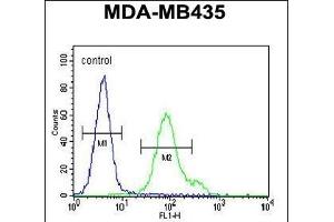 Flow Cytometry (FACS) image for anti-Nephrosis 1, Congenital, Finnish Type (Nephrin) (NPHS1) (AA 1191-1219), (Tyr1210) antibody (ABIN654375)