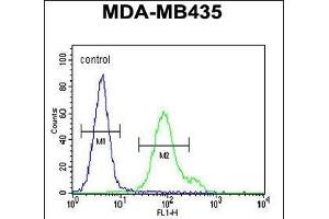 Nephrin Antibody  (ABIN654375 and ABIN2844129) flow cytometric analysis of MDA-M cells (right histogram) compared to a negative control cell (left histogram). (Nephrin Antikörper  (Tyr1210))