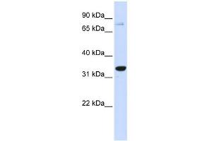 WB Suggested Anti-POU5F1 Antibody Titration:  0. (OCT4 Antikörper  (Middle Region))