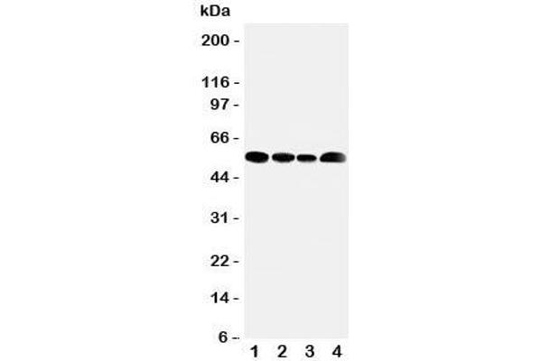 SLC16A4 Antikörper  (N-Term)