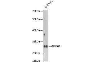 Western blot analysis of extracts of U-87MG cells, using GPM6A antibody (ABIN6134764, ABIN6141338, ABIN6141340 and ABIN6224880) at 1:1000 dilution. (GPM6A Antikörper  (AA 1-100))