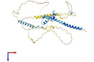 NKAP Protein (AA 1-415) (His tag)