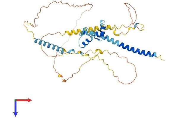 NKAP Protein (AA 1-415) (His tag)