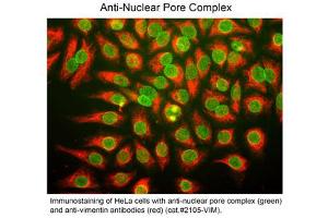 Immunostaining of Anti-Nuclear Pore Complex (Mouse) Antibody - 200-301-D98 Immunofluorescence Microscopy of Mouse anti-Nuclear Pore Complex antibody. (Nuclear Pore Complex Antikörper)