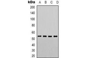 anti-Phosphatase and Tensin Homolog (PTEN) (C-Term), (pSer380), (pThr382), (pThr383) antibody