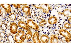 Detection of FGF2 in Rabbit Kidney Tissue using Polyclonal Antibody to Fibroblast Growth Factor 2, Basic (FGF2) (FGF2 Antikörper  (AA 26-153))
