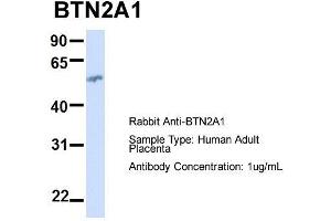 BTN2A1 Antikörper  (N-Term)