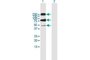 Western Blot analysis of CD68 expression in transfected 293T cell line by CD68 MaxPab polyclonal antibody. (CD68 Antikörper  (AA 1-354))