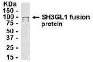Western Blotting (WB) image for anti-SH3-Domain GRB2-Like 1 (SH3GL1) (AA 1-360) antibody (ABIN2468136) (SH3GL1 Antikörper  (AA 1-360))