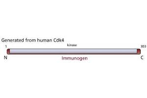 Image no. 1 for anti-Cyclin-Dependent Kinase 4 (CDK4) (N-Term) antibody (ABIN967650) (CDK4 Antikörper  (N-Term))