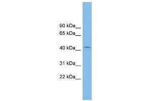 RIBC1 antibody used at 1 ug/ml to detect target protein. (RIBC1 Antikörper  (Middle Region))