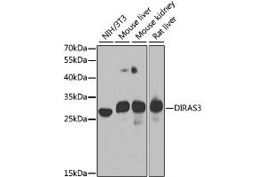 Western blot analysis of extracts of various cell lines, using DIRAS3 antibody. (DIRAS3 Antikörper)