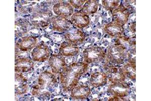Immunohistochemistry of MTCH2 in mouse kidney tissue with MTCH2 polyclonal antibody  at 5 ug/mL . (MTCH2 Antikörper  (N-Term))