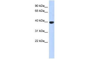 AURKC antibody used at 1 ug/ml to detect target protein. (Aurora Kinase C Antikörper  (Middle Region))
