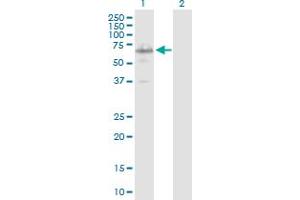Western Blot analysis of IRX3 expression in transfected 293T cell line by IRX3 MaxPab polyclonal antibody. (IRX3 Antikörper  (AA 1-501))