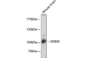 Western blot analysis of extracts of Mouse brain using DNM3 Polyclonal Antibody at dilution of 1:2000. (Dynamin 3 Antikörper)