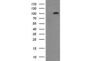 Image no. 6 for anti-DEAD (Asp-Glu-Ala-Asp) Box Polypeptide 58 (DDX58) antibody (ABIN1500708) (DDX58 Antikörper)
