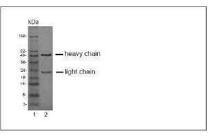 SDS-PAGE analysis of purified K? (EPH Receptor A2 Antikörper)