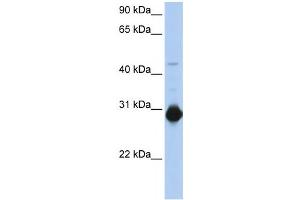 Western Blotting (WB) image for anti-Ras Homolog Gene Family, Member U (RHOU) antibody (ABIN2458570) (RHOU Antikörper)
