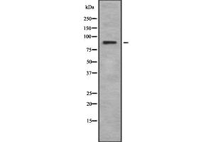 Western blot analysis of Rsk-4 using K562 whole cell lysates (RPS6KA6 Antikörper  (C-Term))