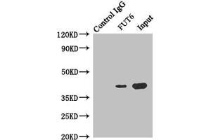 Immunoprecipitating FUT6 in Hela whole cell lysate Lane 1: Rabbit control IgG instead of (1 μg) instead of ABIN7143736 in Hela whole cell lysate. (FUT6 Antikörper  (AA 170-359))
