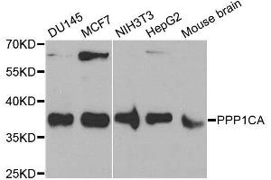 Western blot analysis of extracts of various cell lines, using PPP1CA antibody. (PPP1CA Antikörper  (AA 1-330))