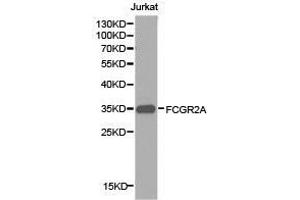 Western Blotting (WB) image for anti-Fc Fragment of IgG, Low Affinity IIa, Receptor (CD32) (FCGR2A) antibody (ABIN1872671) (FCGR2A Antikörper)