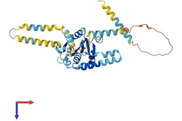 Ataxin 3 Protein (ATXN3) (AA 1-355) (His tag)