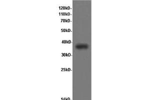 Western Blotting (WB) image for anti-CD68 Molecule (CD68) antibody (ABIN6999714)
