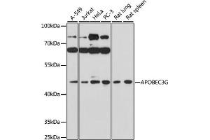 Western blot analysis of extracts of various cell lines, using G antibody (ABIN3021983, ABIN3021984, ABIN3021985 and ABIN6218549) at 1:1000 dilution. (APOBEC3G Antikörper  (AA 60-330))