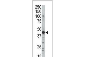 Western blot analysis of anti-PRKAR2B Pab in mouse brain tissue lysate (PKA 2 beta (AA 32-62), (N-Term) Antikörper)