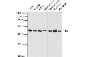 Western blot analysis of extracts of various cell lines, using DBT antibody (ABIN7266765) at 1:1000 dilution. (DBT Antikörper)