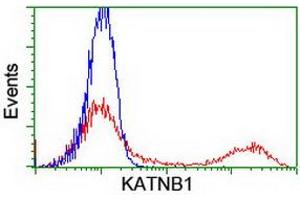 HEK293T cells transfected with either RC201852 overexpress plasmid (Red) or empty vector control plasmid (Blue) were immunostained by anti-KATNB1 antibody (ABIN2455206), and then analyzed by flow cytometry. (KATNB1 Antikörper)